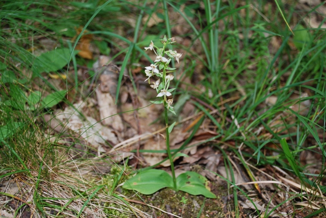 Platanthera